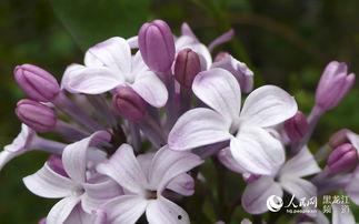 丁香五月国产 第2张 丁香五月国产 第2张