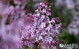 丁香五月国产 第3张 丁香五月国产 第3张