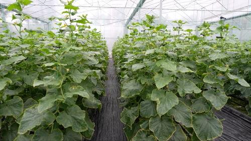 亚洲 国产 熟,国产熟品鉴之旅  第3张