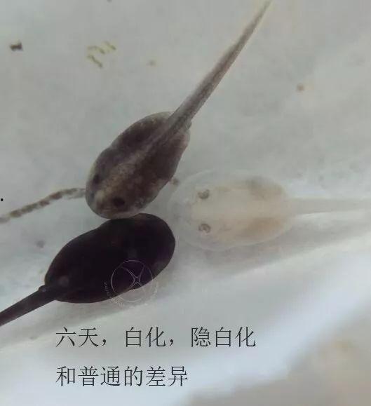 蝌蚪国产,揭开神秘国度的神秘面纱 第1张 蝌蚪国产,揭开神秘国度的神秘面纱 第1张